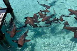 Bahamas 2026